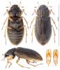Helophorus obscurus
